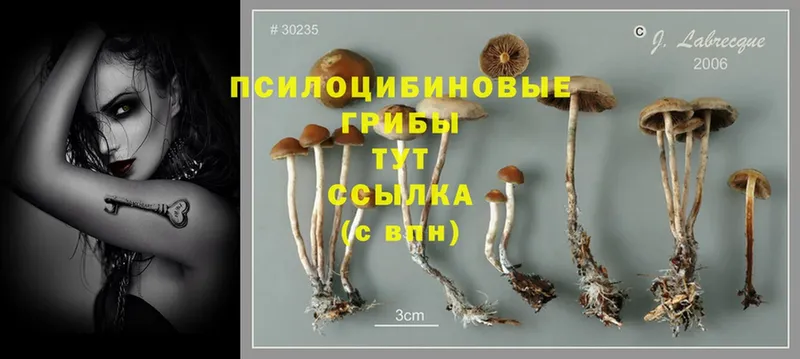 Псилоцибиновые грибы GOLDEN TEACHER  Кукмор 